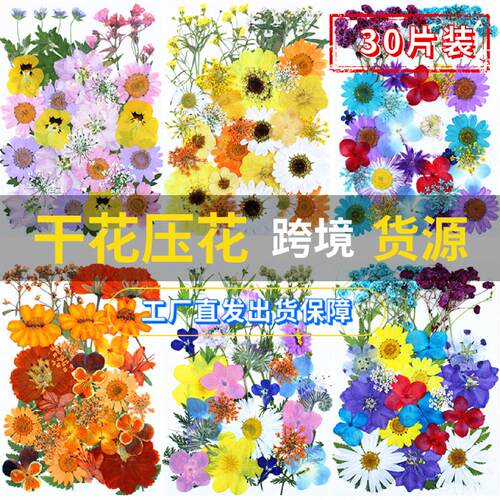 干花批发压花亚马逊热卖跨境PressedFlower押花真花植物标本