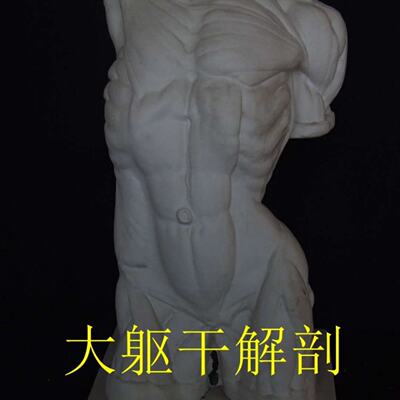 艺伯乐男躯干石膏像90cm大躯干解剖全身像素描静物雕塑美术教具