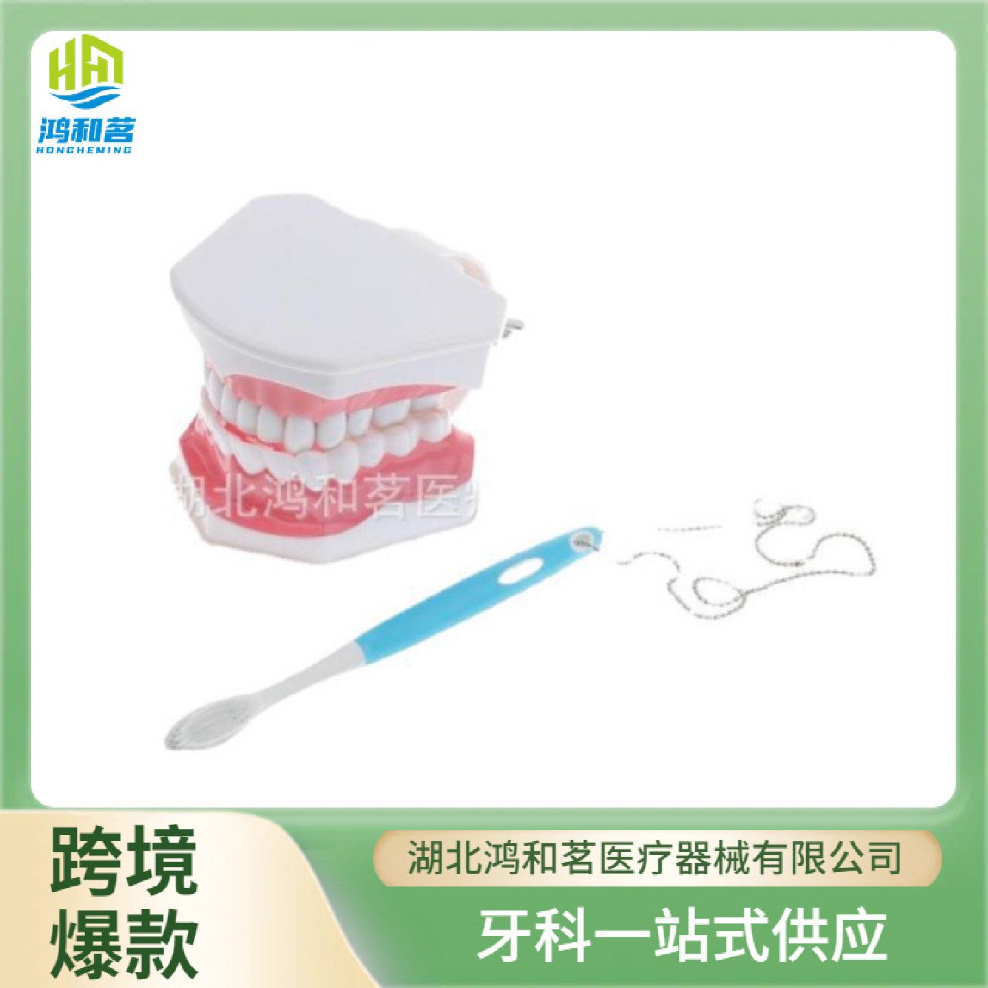 可拔牙齿教学模型早教刷牙模型口腔模型牙科模型批发28齿模型