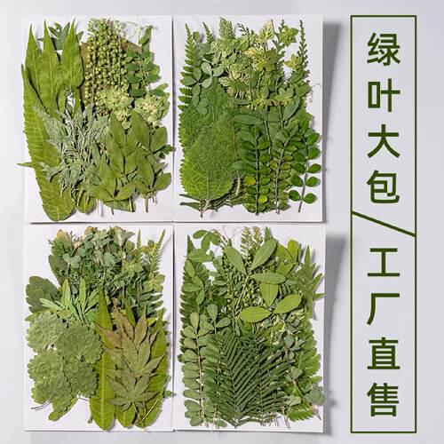 真树叶植物标本幼儿园手工贴画干花压花DIY写真贴脸装饰干花妆