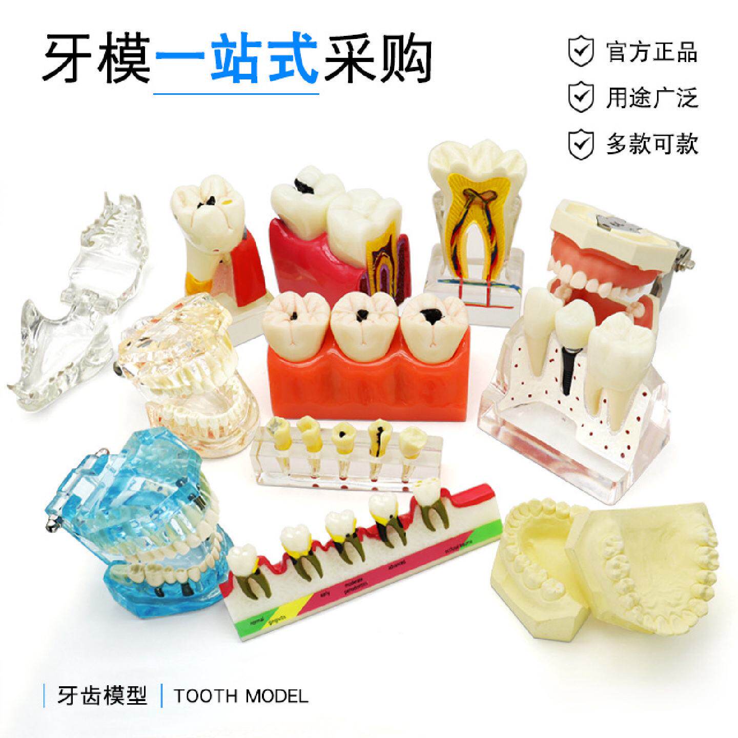 牙科口腔备牙模型仿真树脂磨牙技能考试离体口腔幼儿练习刷牙粒模