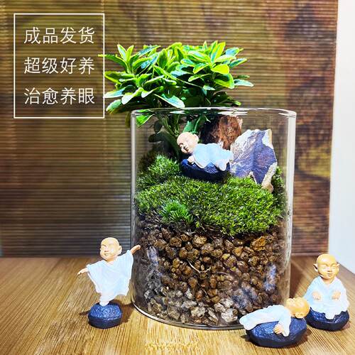 绿植盆栽观叶植物办公净化空气吸辐射（基地直供）金边黄杨微型
