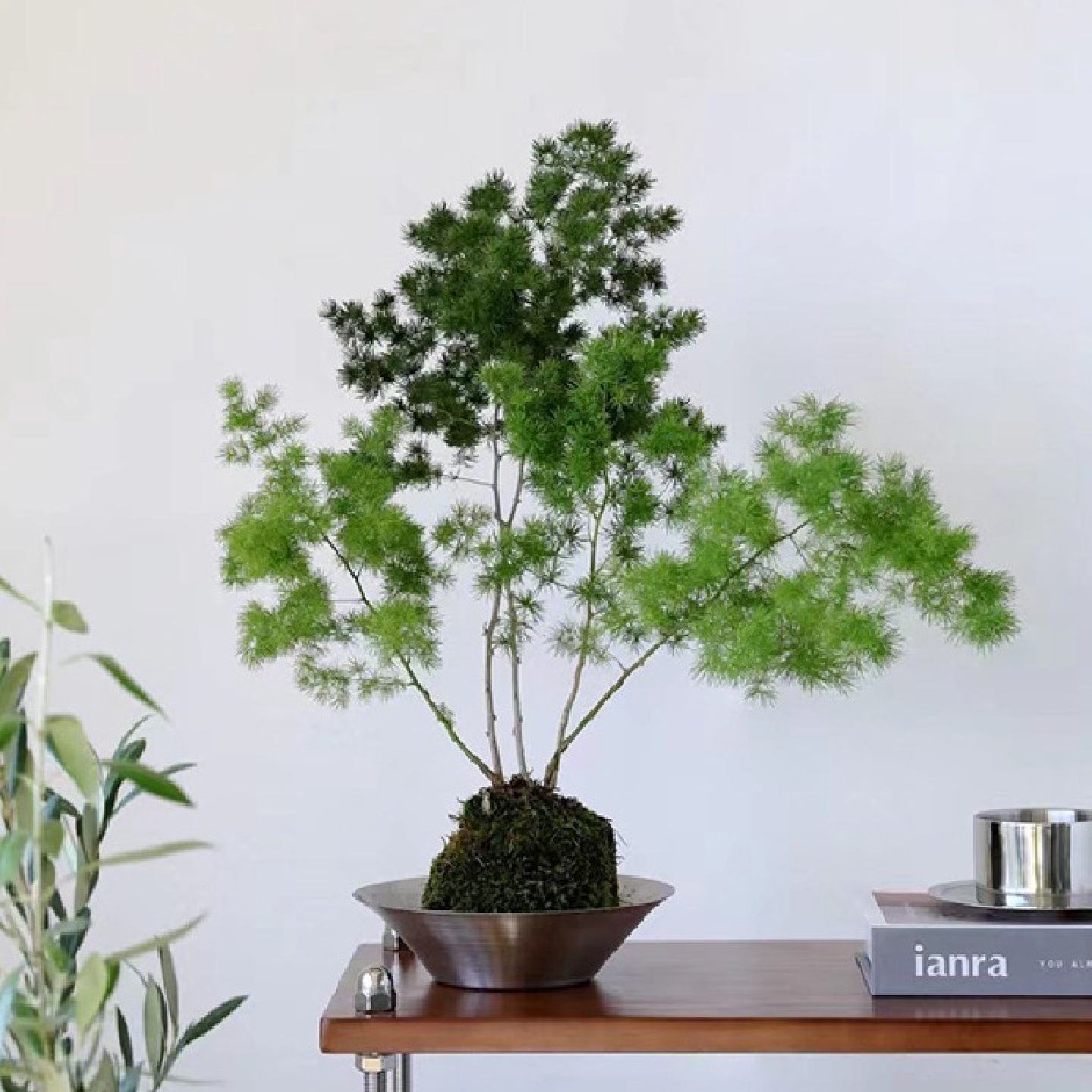 苔藓球植物无土懒人盆栽水培书房茶几室内茶桌苔玉绿植摆件微型