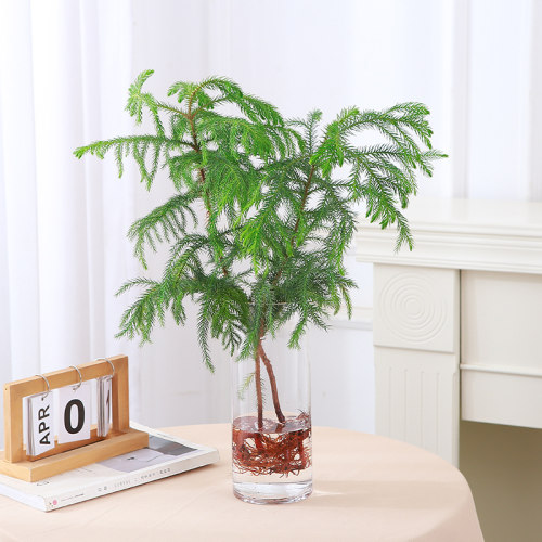 水培植物南洋杉盆栽室内桌面好养绿植花卉盆栽净化空气四季常青