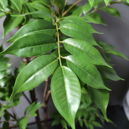 仿真绿植漆木树轻奢室内客厅装饰摆件盆栽仿生植物直播间造景假树