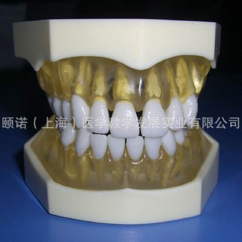 ENOVO颐诺 口腔齿科标准透明牙龈 28颗有根牙齿可拆卸模型