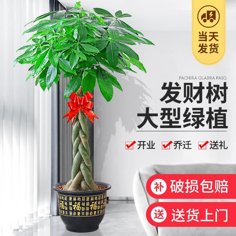 发财绿盆LTX栽客厅好财养大型树招树植物室内办公室乔迁开业花卉 鲜花速递/花卉仿真/绿植园艺 大型绿植/成品组合盆栽 原图主图