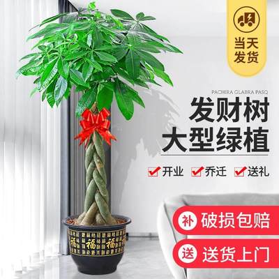 发财绿盆LTX栽客厅好财养大型树招树植物室内办公室乔迁开业花卉