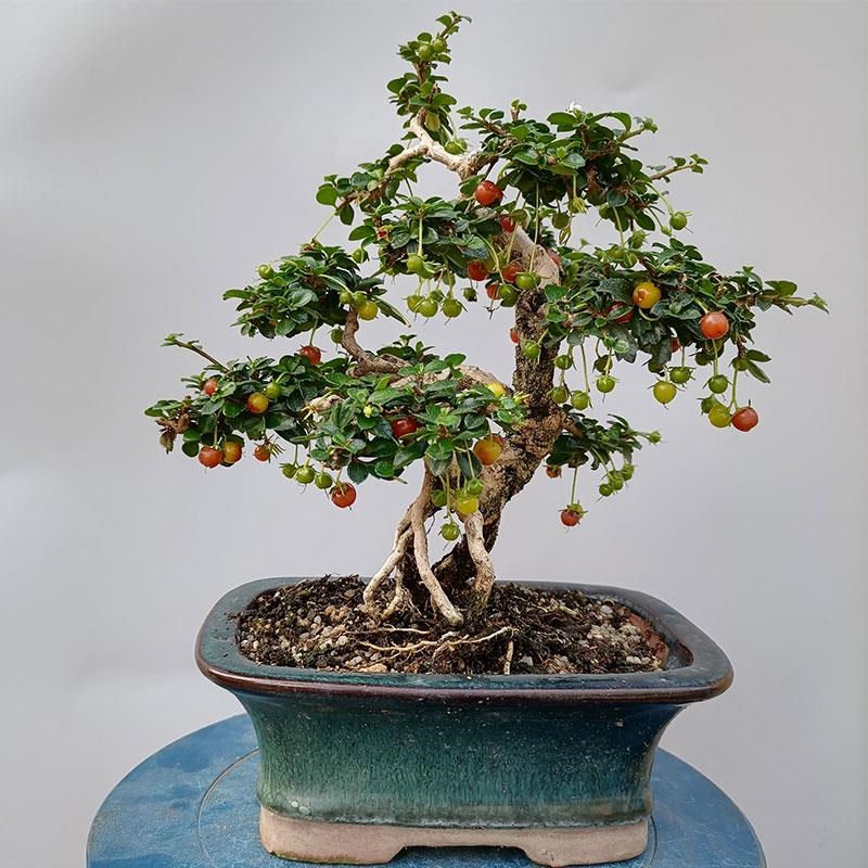 办公桌绿植盆栽摆件n桌面树桩室内开花净化空气小叶福建茶盆景新