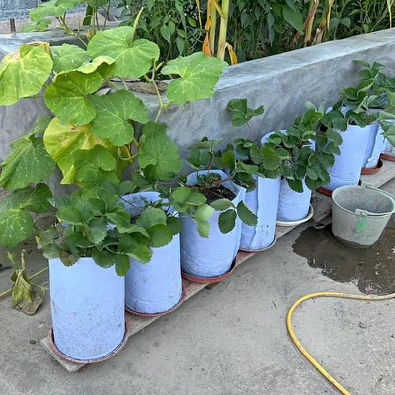 高筒植树袋种植袋无纺布花盆美植袋脐橙I柑橘月季移植袋加高提根