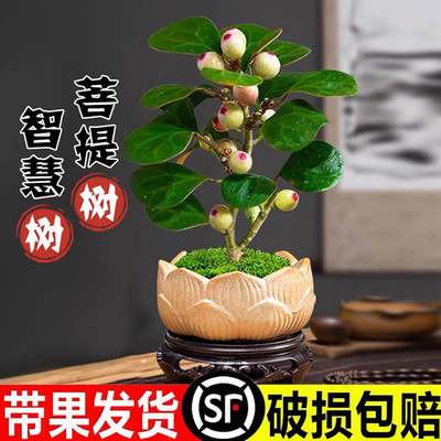 小盼菩提盆栽带果室内客厅植物菩提树好养盆景智慧树四季结果绿植