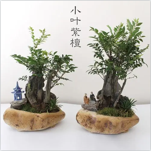 小叶紫檀树苗紫檀盆景四季常青植物观叶花卉盆栽四季好养盆景