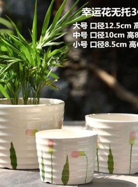 Household thickened bluegrass simple outdoor plant green