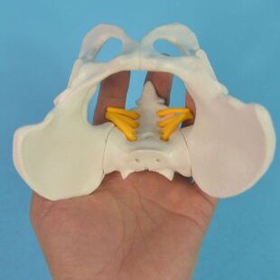 Mini Female Anatomical Pelvis Model Skeleton Anatomy Model