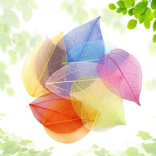 20Pcs Multicolor Natural Skeleton Leaves Pressed Flower Scra