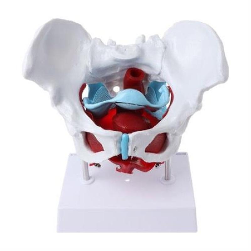 Female Pelvis Pelvic Floor Muscle Model Uterus Ovary Muscle