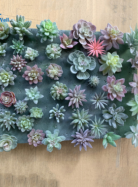 NuoNuoWell DIY 20pcs Mixed Type Artificial Succulent Plants