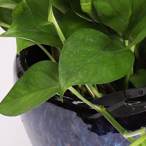 Bonsai Pruning Scissors, U Scissors Mini Garden Clippers Pru
