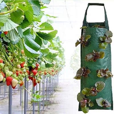 10 mouths 1 pcs Strawberry Planting Bags Garden Plant Grow