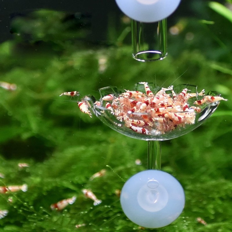 Aquarium Fish Tank Shrimp Food Feeder Clear Glass Feeding Tu