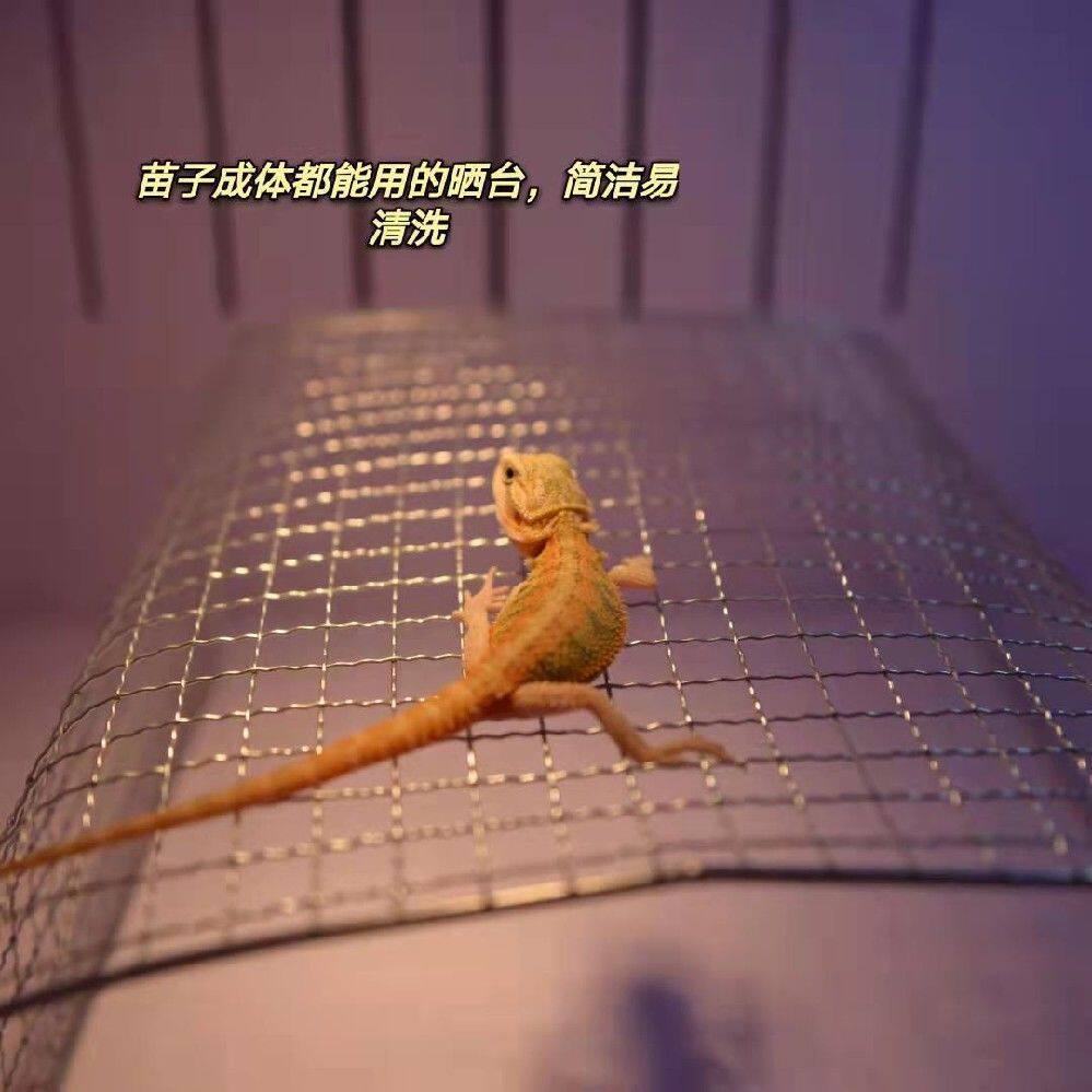 鬃狮蜥蜥蜴幼体小苗子晒台大亚成体不锈钢晒网攀爬攀岩造景休息台