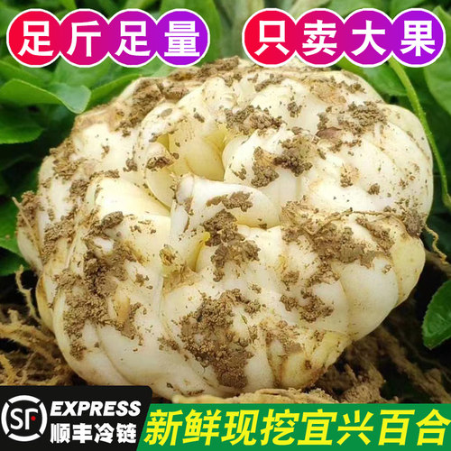 宜兴新鲜百合食用微苦特级3斤5斤3头5头农家现挖鲜百合