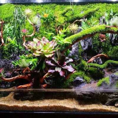 鲜活苔癣短绒藓小灰藓微景观水陆缸雨林缸苔藓盆景铺面吸水石青苔