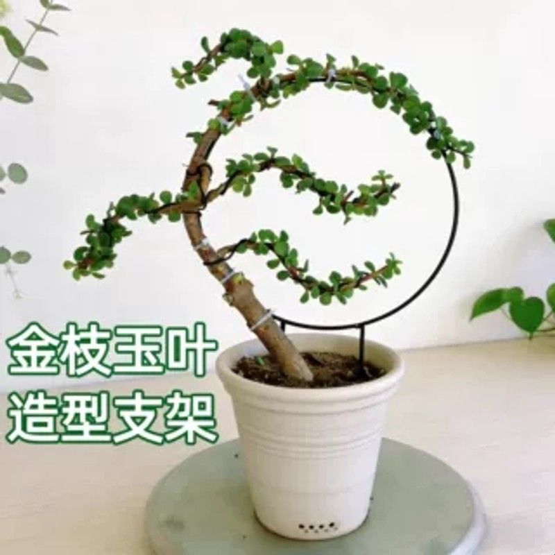 金枝玉叶造型支架爬藤花架园艺支柱架阳台绿萝月季铁线莲藤本植物