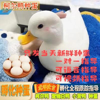 纯种柯尔鸭受精蛋白羽可孵化人工孵化可达鸭种蛋宠物鸭幼崽活苗