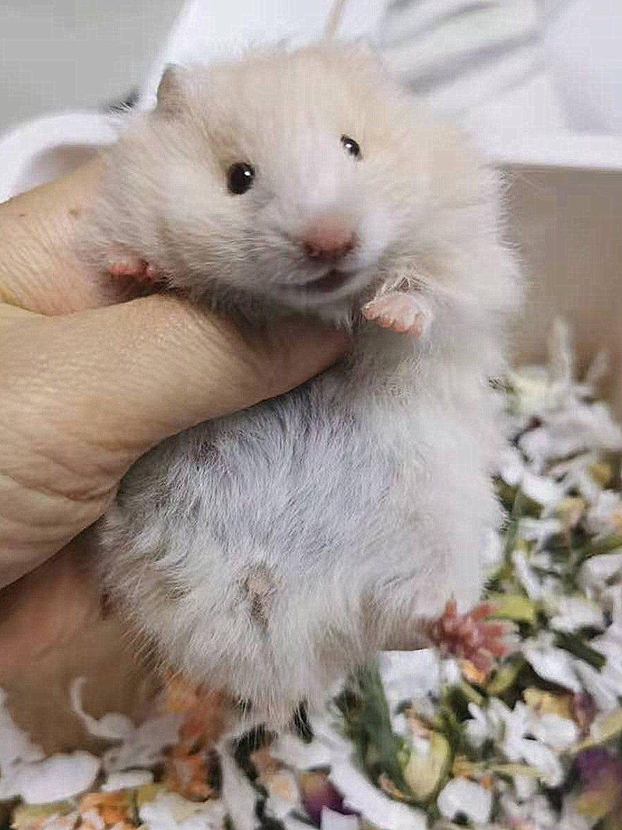 家养小宠物长毛金丝熊仓鼠稀有眼线假面纯银鸽灰白熊包活已打育苗