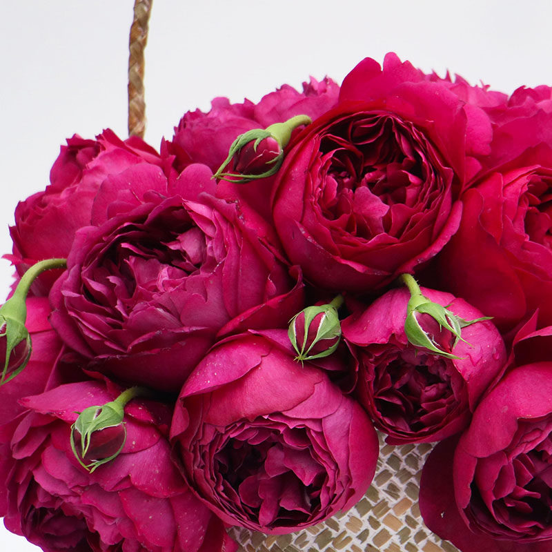 秋日胭脂月季浓香切花灌木玫瑰花园盆栽勤花抗病大花四季