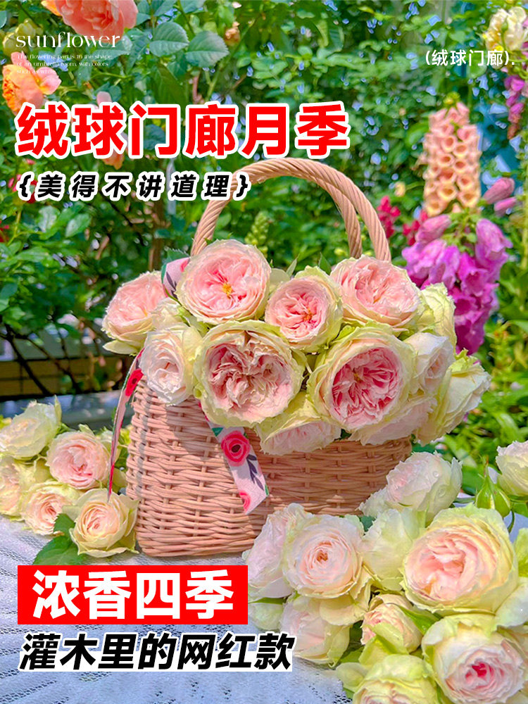 绒球门廊月季大花浓香门廊绒球灌木月季花庭院阳台四季开花卉盆栽