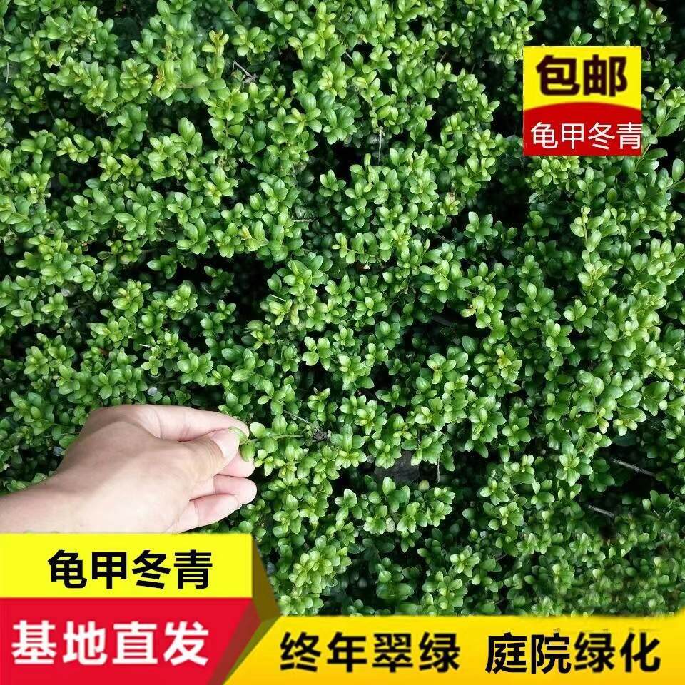 龟甲冬青树苗齿叶冬青球四季常青别墅庭院绿化苗景观耐寒篱笆苗木