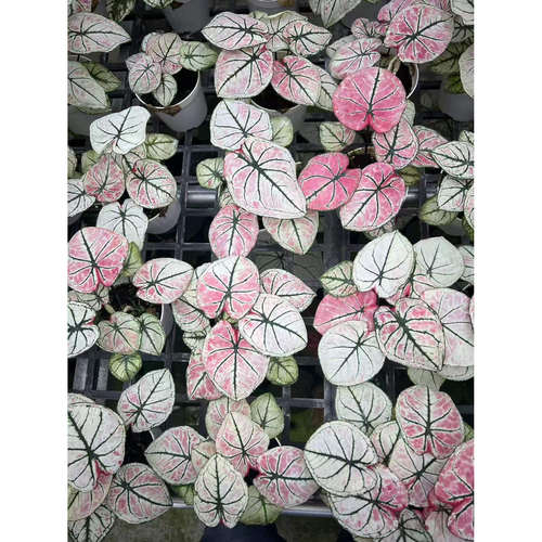 【山水画，雪影，香槟】彩叶芋盆栽植物室内观叶绿植小盆栽花卉