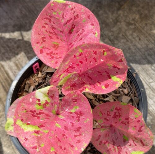 【进口泰彩】彩叶芋观叶植物室内装饰花卉网红植物