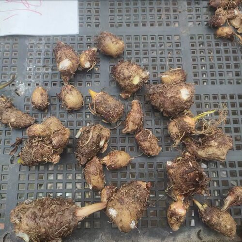 彩叶芋种球【1颗（2厘米左右）】盆栽绿植花卉