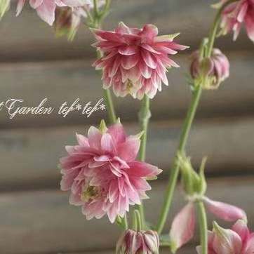 耧斗菜粉色小苗四季开花宿根花卉室内易养浅春系时令草本