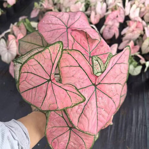 【粉红色系小盆】彩叶芋量拍盆栽轻微叶损不售后  完美主义慎拍