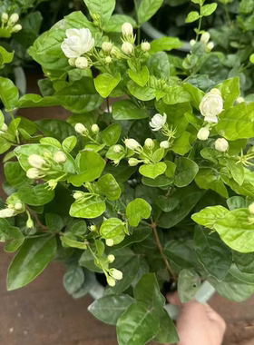 重瓣茉莉花盆栽草本花卉白色花朵浓香观赏植物室内外阳台花卉绿植