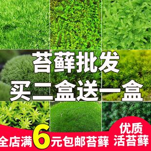 鲜活苔藓微景观生态瓶diy白发藓盆景假山装 饰水陆缸植物材料青苔