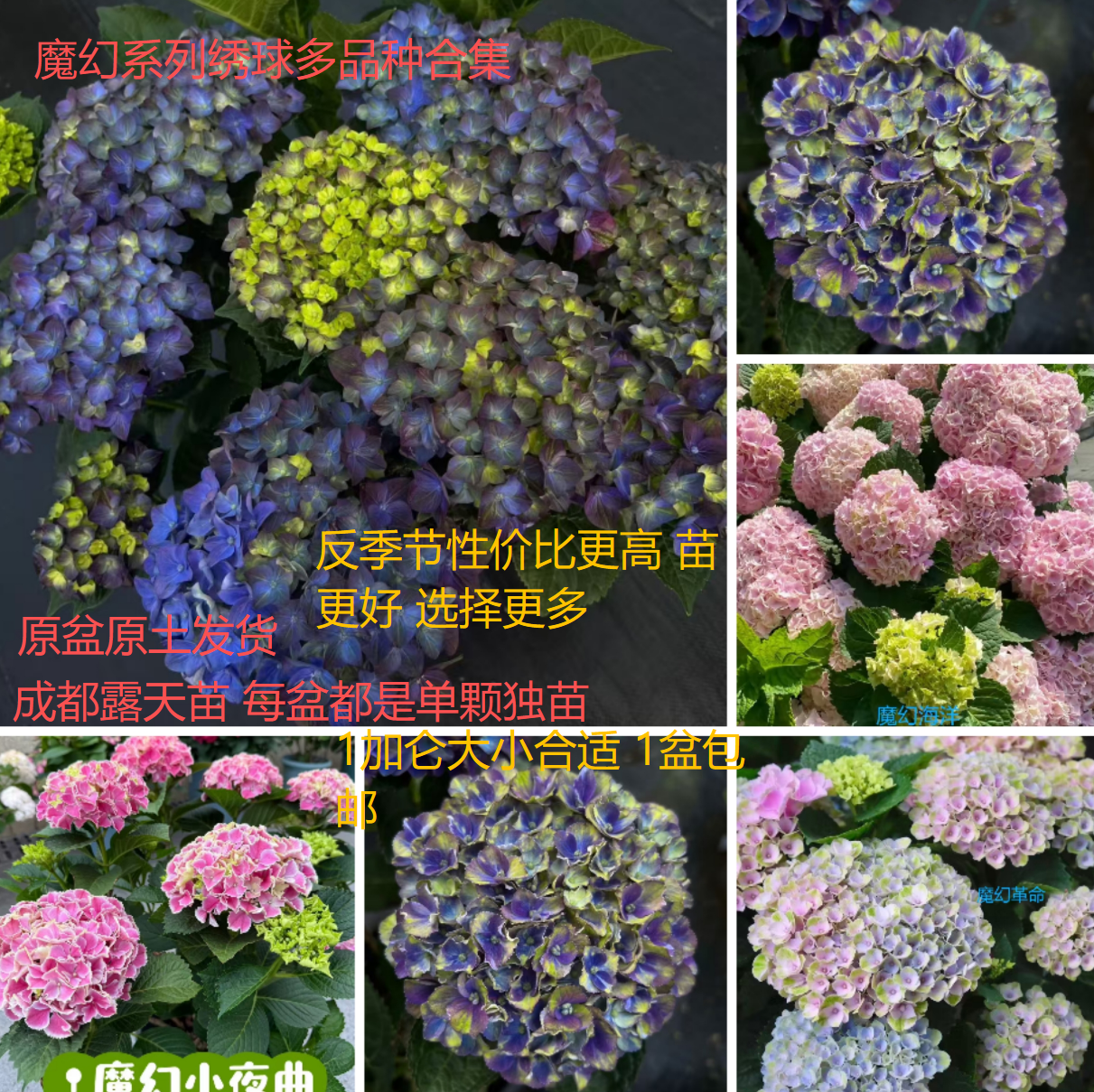 大花绣球魔幻大理石伦勃朗绿火绿宝石革命夏洛特露天苗盆栽合集,鲜花速递/花卉仿真/绿植园艺,绣球/木绣球/木本植物,淘宝优惠券,粉丝福利购,淘宝优惠卷