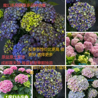 大花绣球魔幻大理石伦勃朗绿火绿宝石革命夏洛特露天苗盆栽合集
