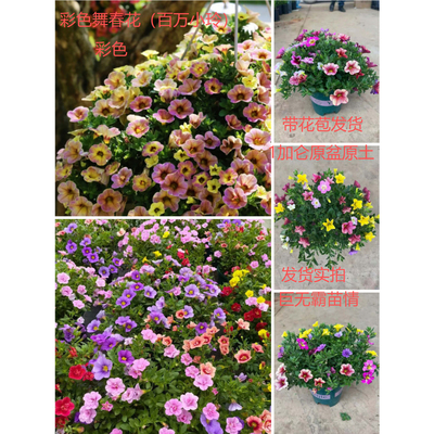 舞春花百万小玲彩色垂吊盆栽