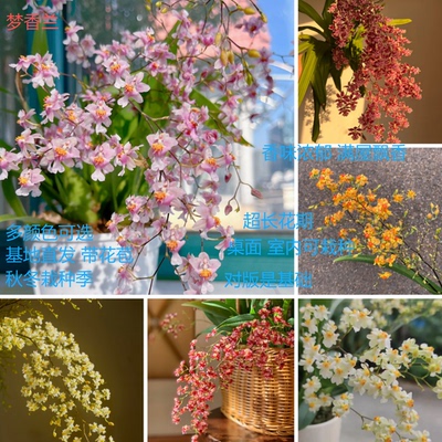 文心兰梦香兰奶油巧克力浓香盆栽