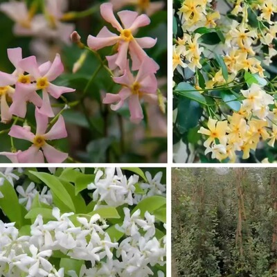 浓香四季开花爬藤风车茉莉盆栽