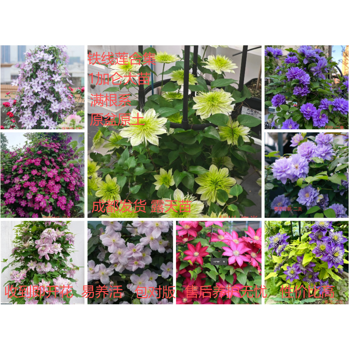 铁线莲1加仑多品种多花色爬藤带花架盆栽合集,鲜花速递/花卉仿真/绿植园艺,藤本/攀援植物,淘宝优惠券,粉丝福利购,淘宝优惠卷
