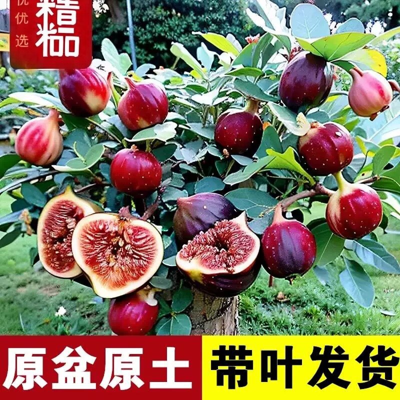 无花果树果苗盆栽地栽当年结果耐寒波姬红南方北方种植无花果树苗