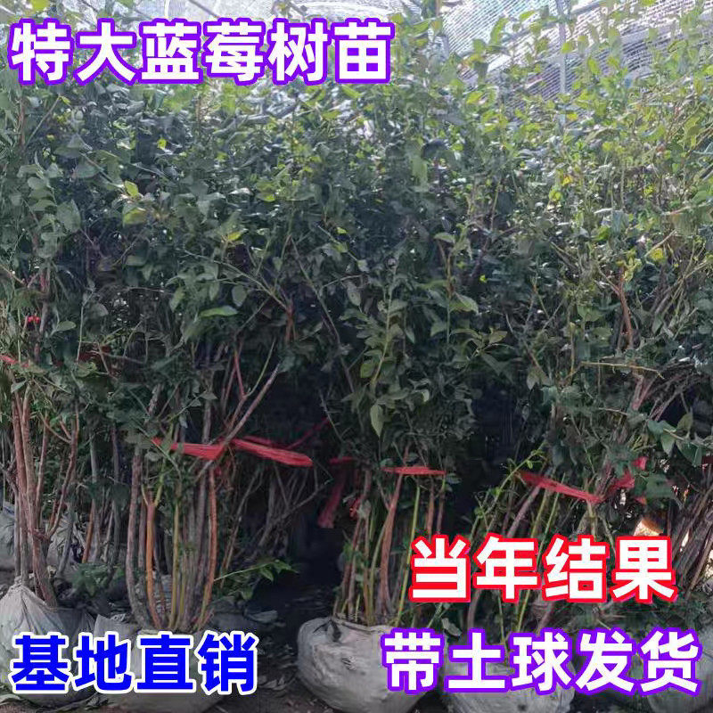 薄雾兔眼大果阳台盆栽蓝莓苗
