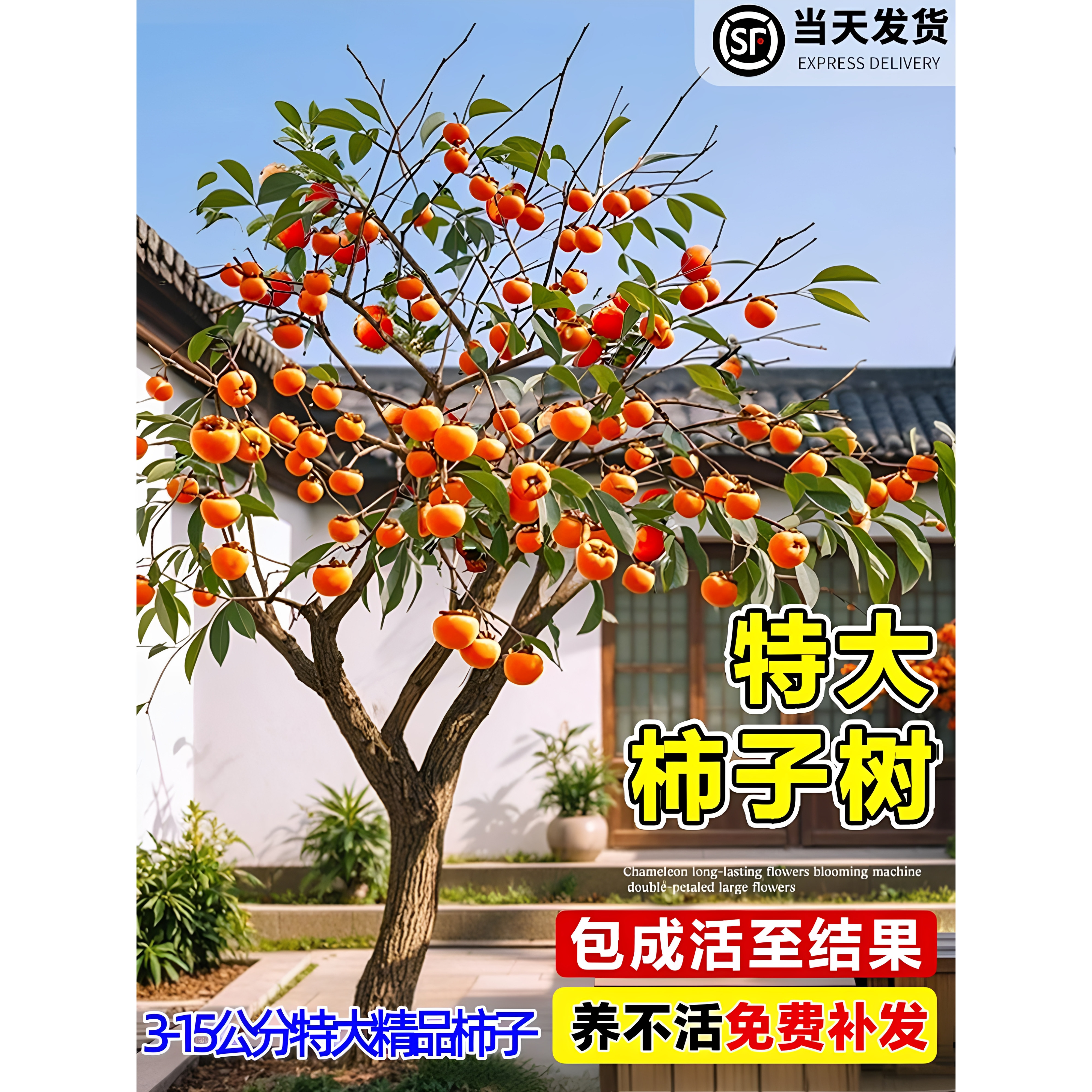 柿子树果苗庭院果树特大脆甜带土南方北方种植盆栽地栽限时促销