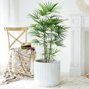 老桩金山棕多裂棕竹大型办公室客厅室内盆栽植物吸甲醛净化空气